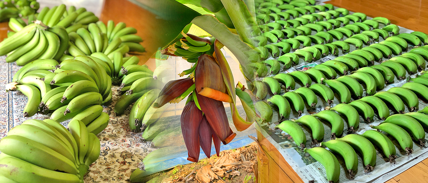 たかきのバナナ｜株式会社たかき│熊本県の安心・安全な農作物生産